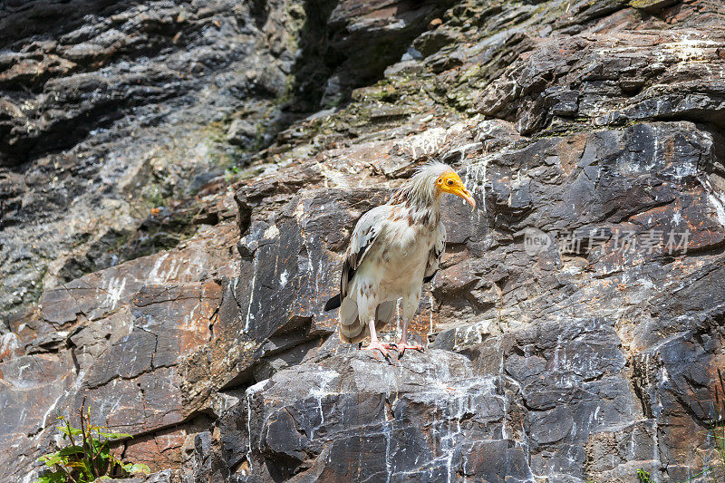 秃鹰(Neophron percnopterus)是一种长着弯曲喙的黑白相间的大鸟，它站在一块岩石上